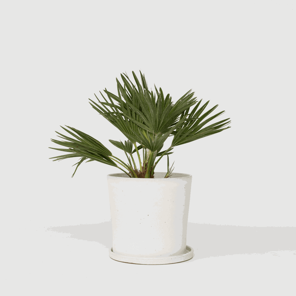 Chamaerops 'Vulcano' - Dwergpalm