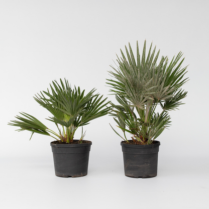 Chamaerops 'Vulcano' - Set van 2 - Dwergpalm