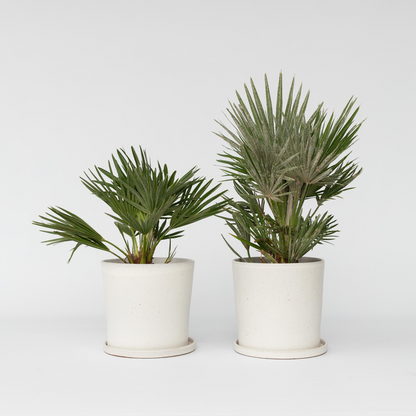 Chamaerops 'Vulcano' - Set van 2 - Dwergpalm