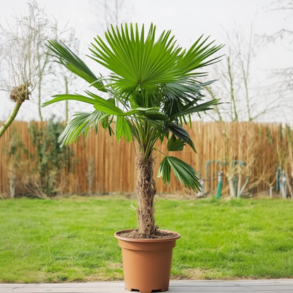 Washingtonia Robusta - Waaierpalm