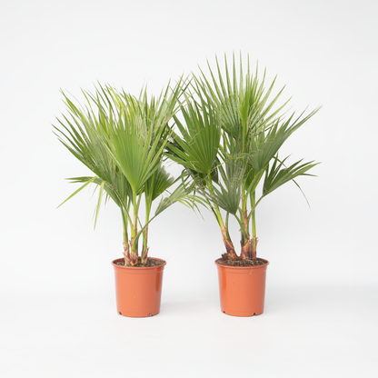 Washingtonia Robusta - Set van 2 - Waaierpalm