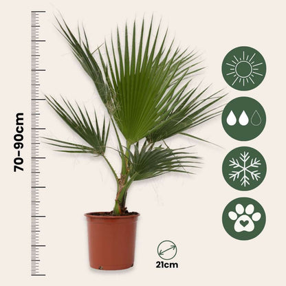 Washingtonia Robusta - Set van 2 - Waaierpalm