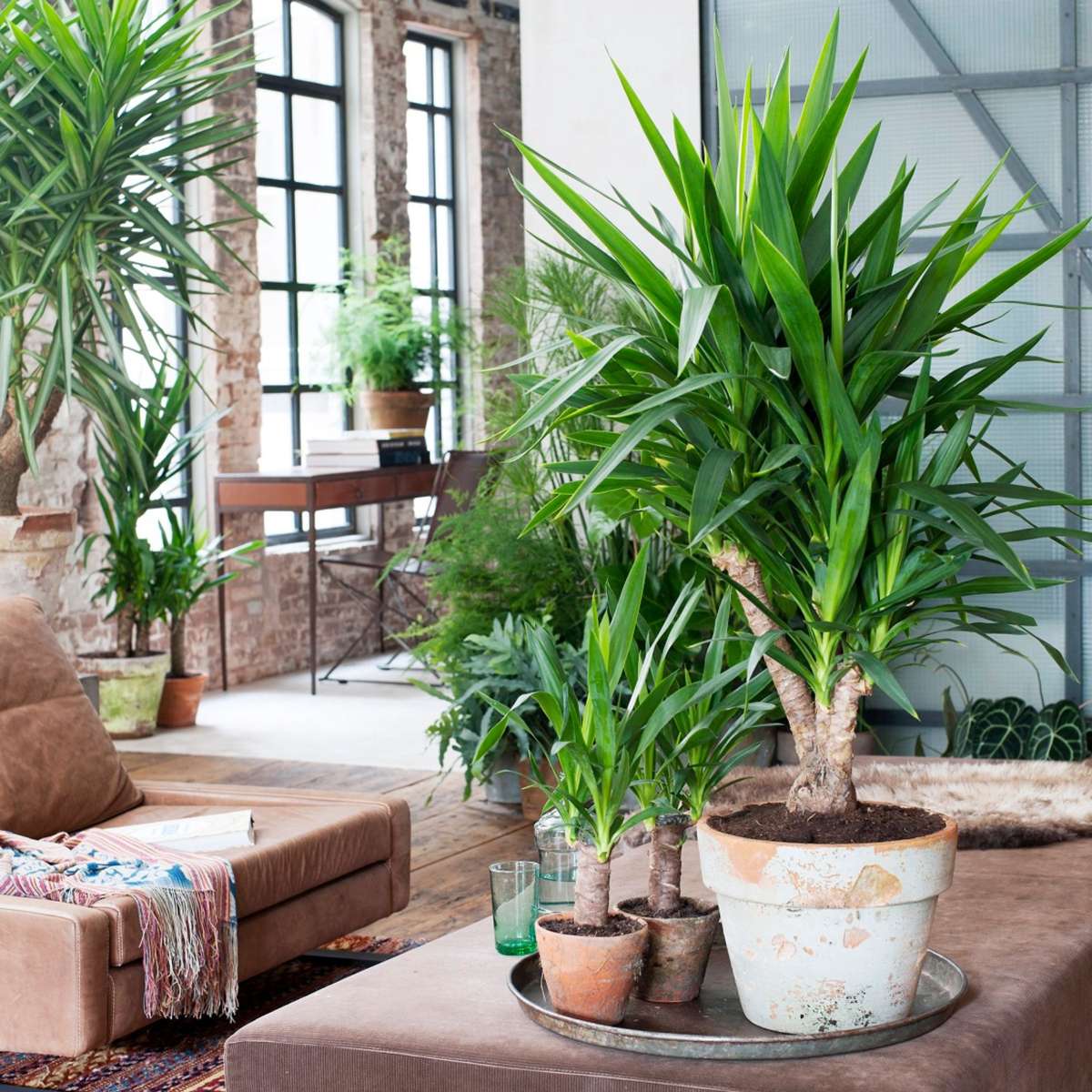 Yucca elephantipes - Palmlelie - Set van 6