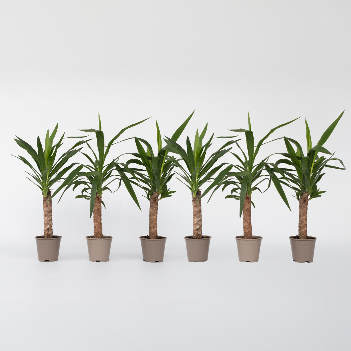 Yucca elephantipes - Palmlelie - Set van 6