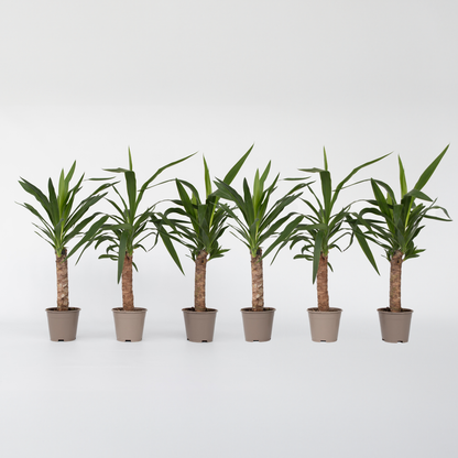 Yucca elephantipes - Palmlelie - Set van 6