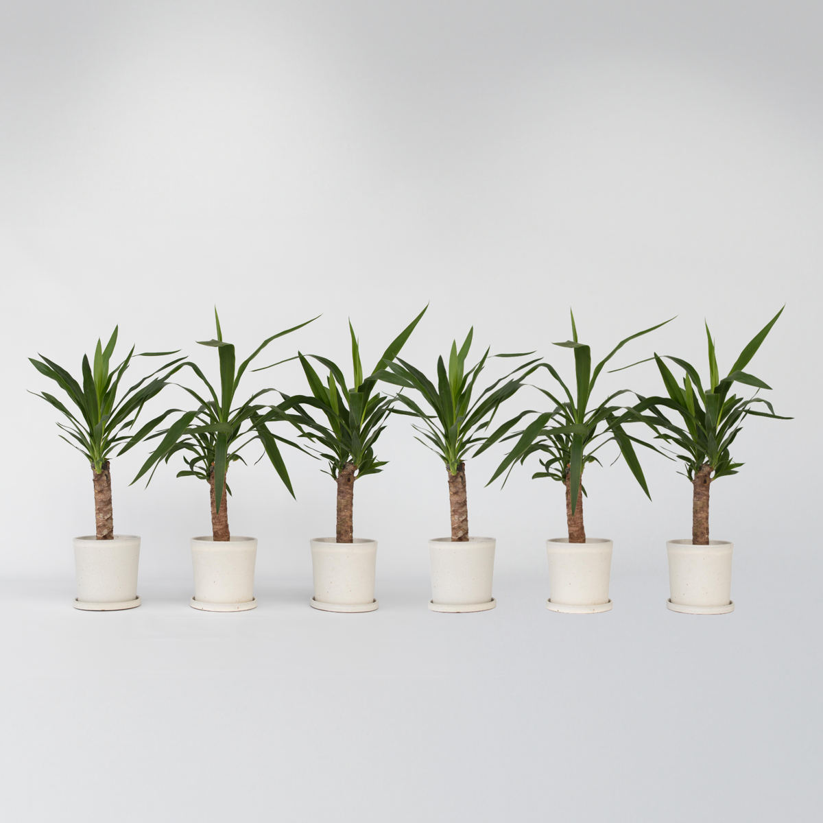 Yucca elephantipes - Palmlelie - Set van 6