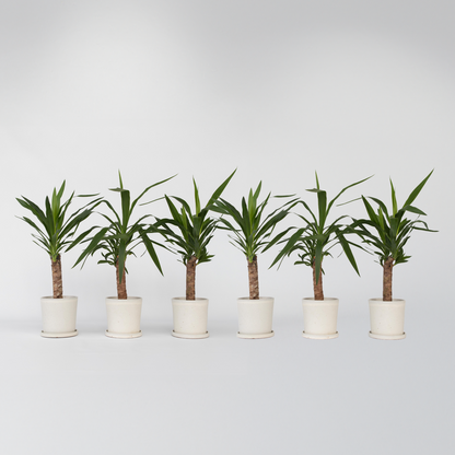 Yucca elephantipes - Palmlelie - Set van 6