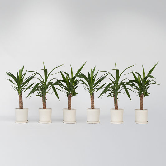 Yucca elephantipes - Palmlelie - Set van 6
