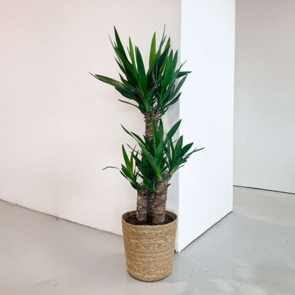 Yucca elephantipes - Palmlelie