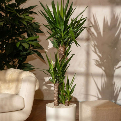 Yucca elephantipes - Palmlelie - Set van 2