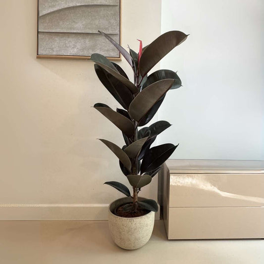 Ficus Elastica 'Abidjan'