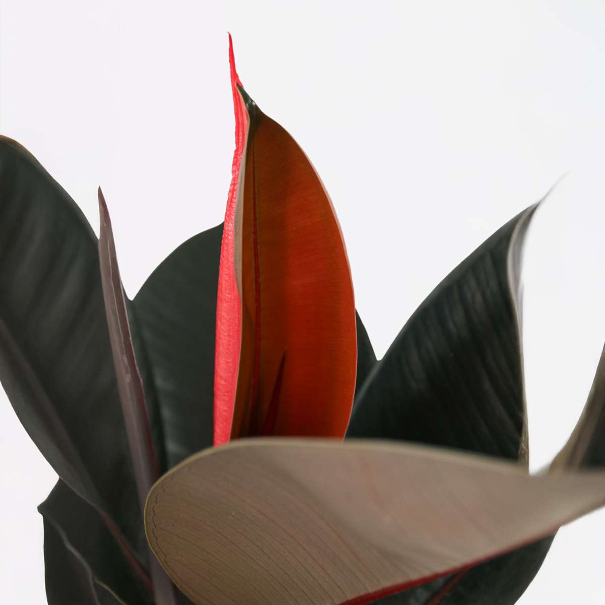 Ficus Elastica 'Abidjan'