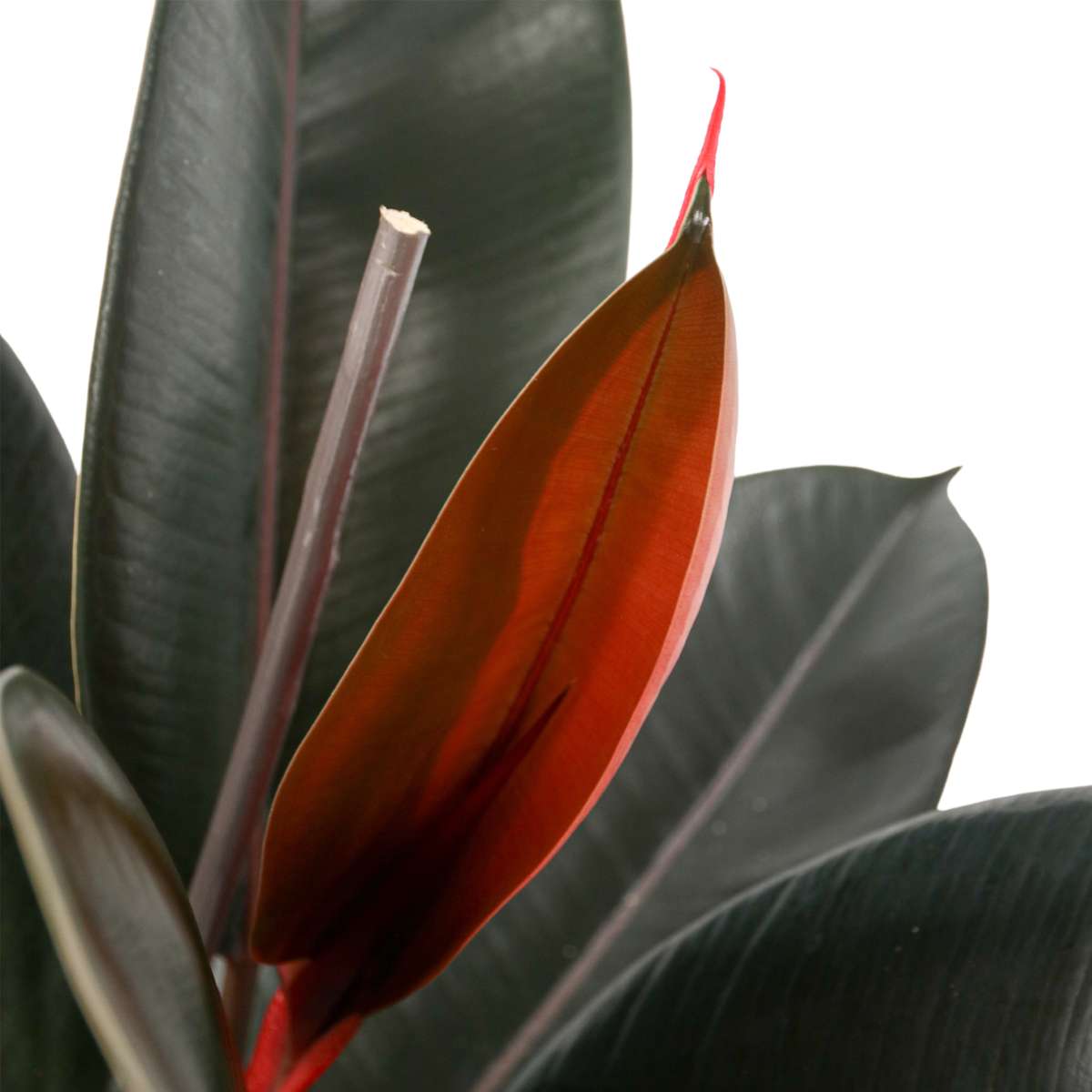 Ficus Elastica 'Abidjan'