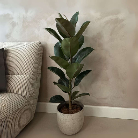 Ficus Elastica 'Robusta'