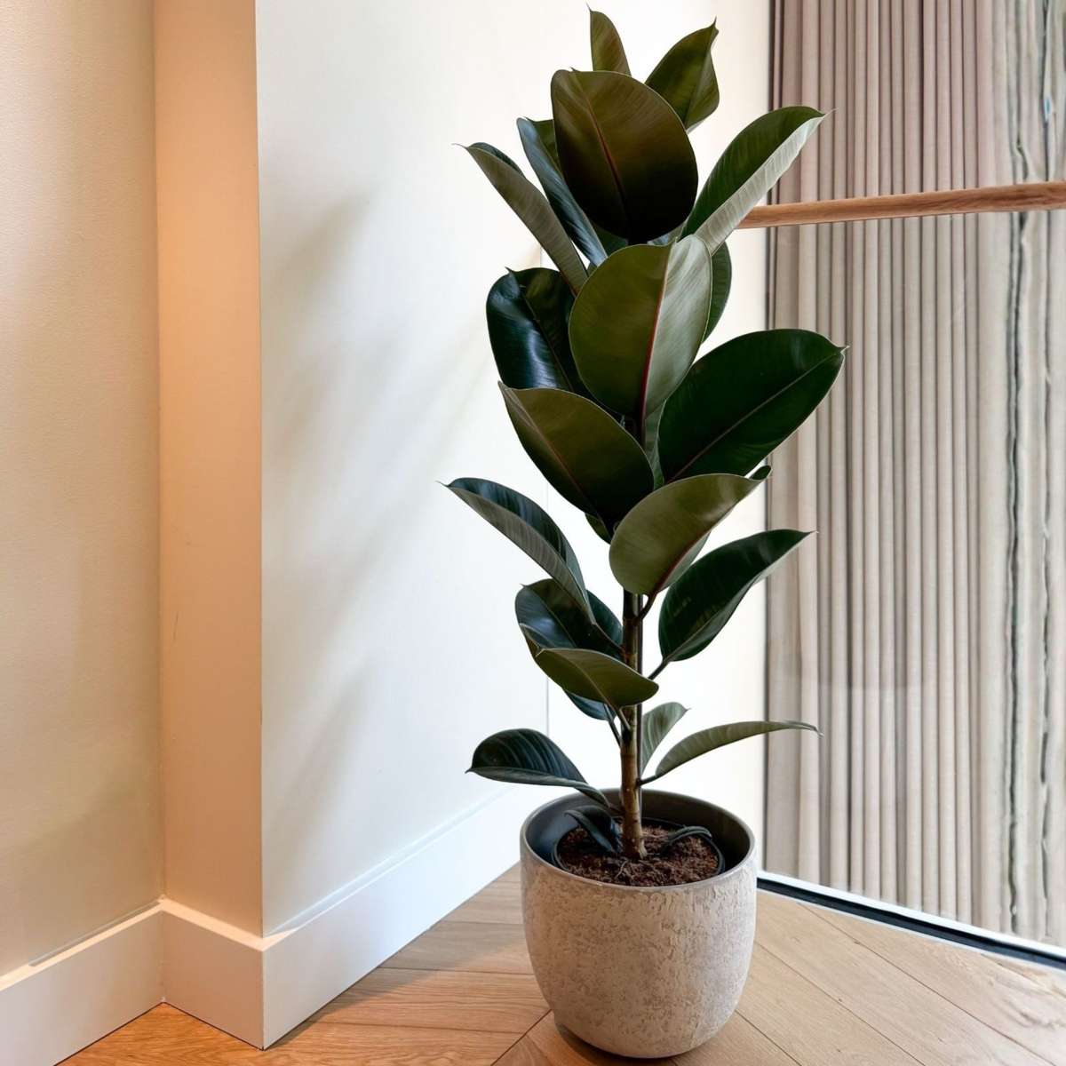 Ficus Elastica 'Robusta'