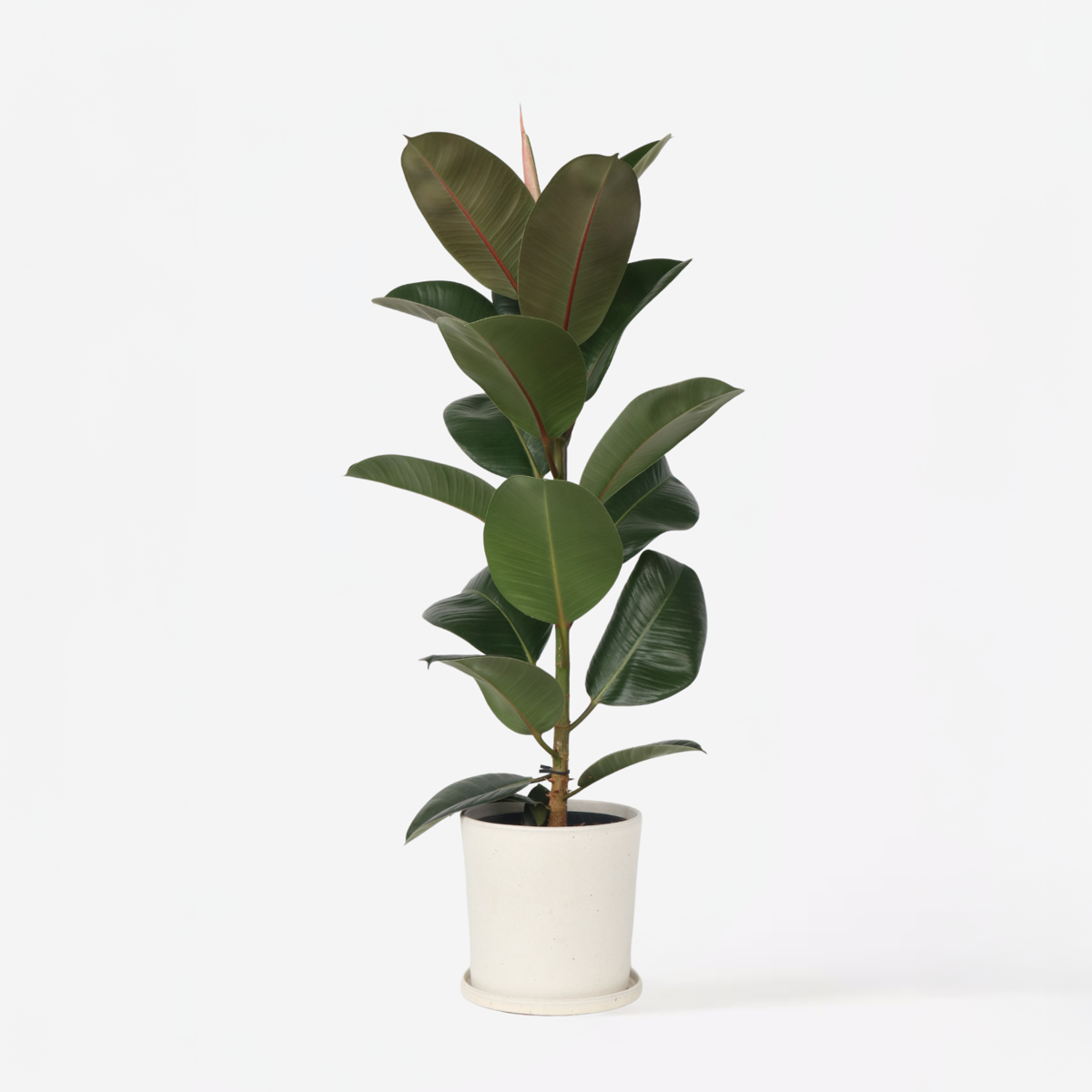 Ficus Elastica 'Robusta'