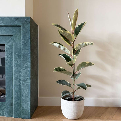 Ficus Elastica 'Tineke'