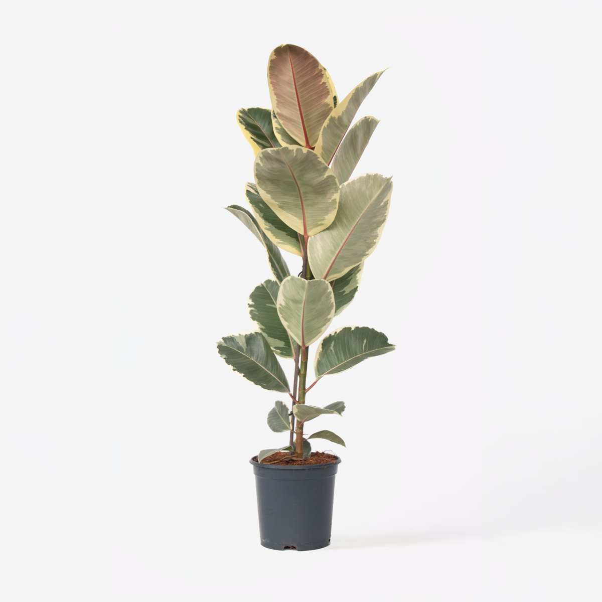 Ficus Elastica 'Tineke'