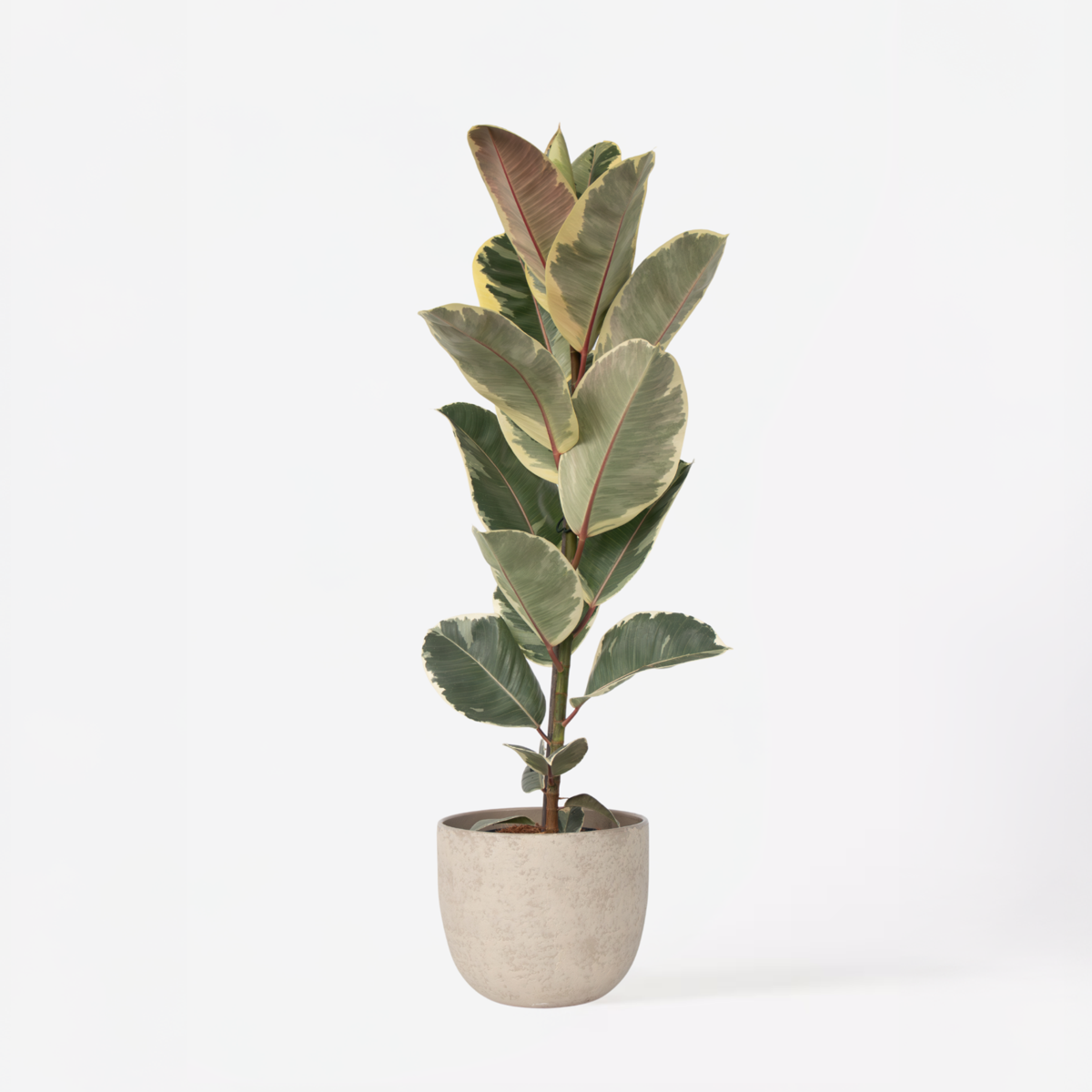 Ficus Elastica 'Tineke'