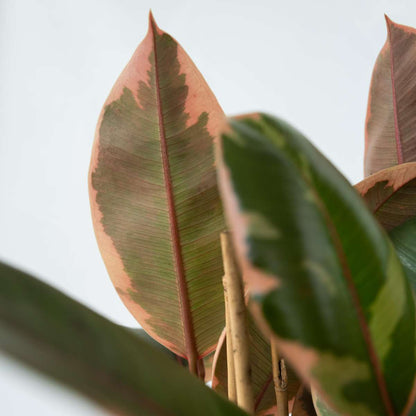 Ficus Elastica 'Belize'
