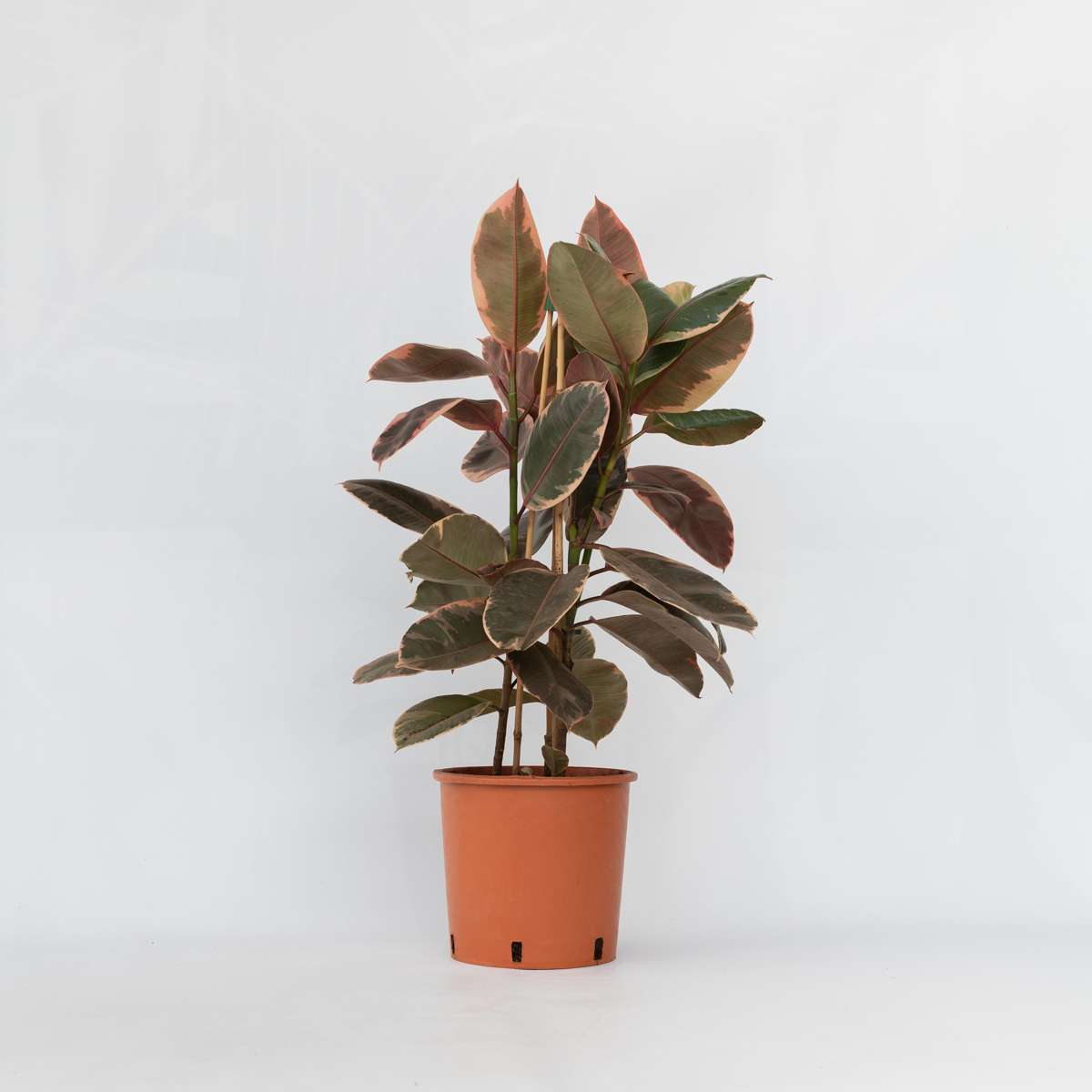 Ficus Elastica 'Belize'