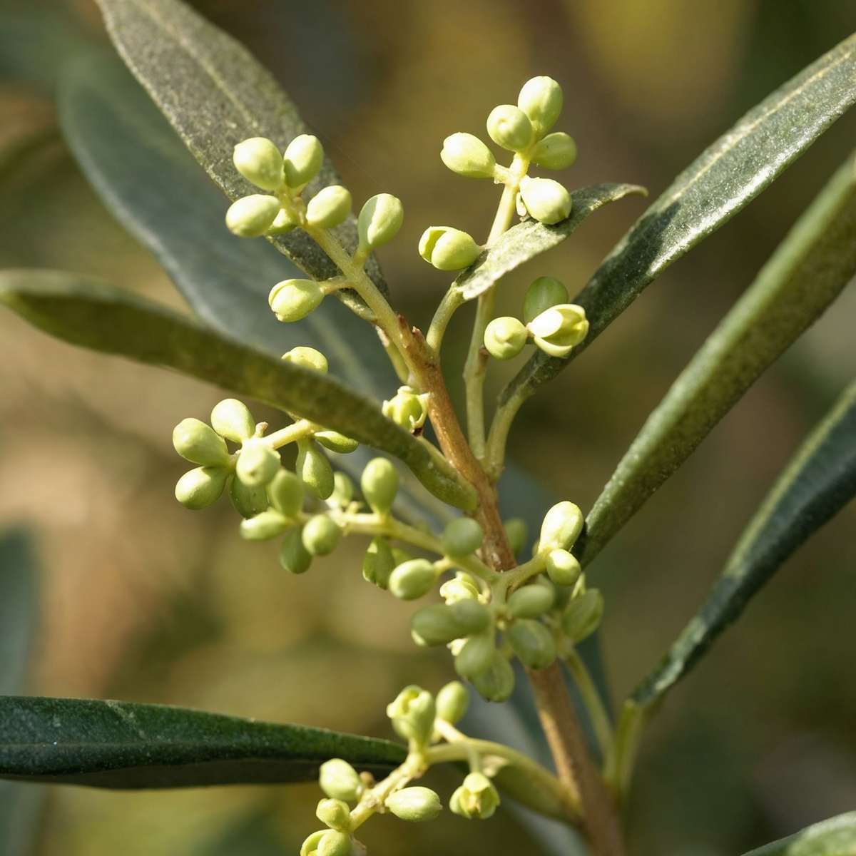 Olea europaea - Olijfboom