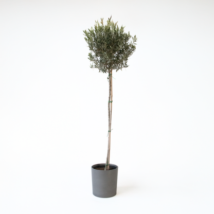 Olea europaea - Olijfboom