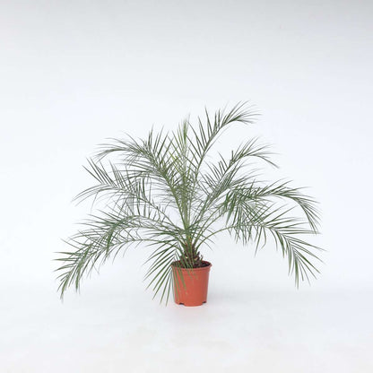 Phoenix roebelenii - Dwergdadelpalm
