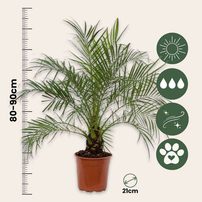Phoenix roebelenii - Dwergdadelpalm