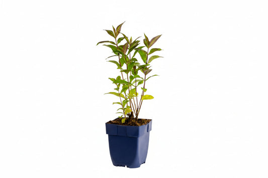Bloeiende phlox met fuchsia- en witte bloemblaadjes, zacht geplaatst tegen groene bladeren. Perfect voor tuinversiering en bloemenliefhebbers die natuurlijke kleuren waarderen.
