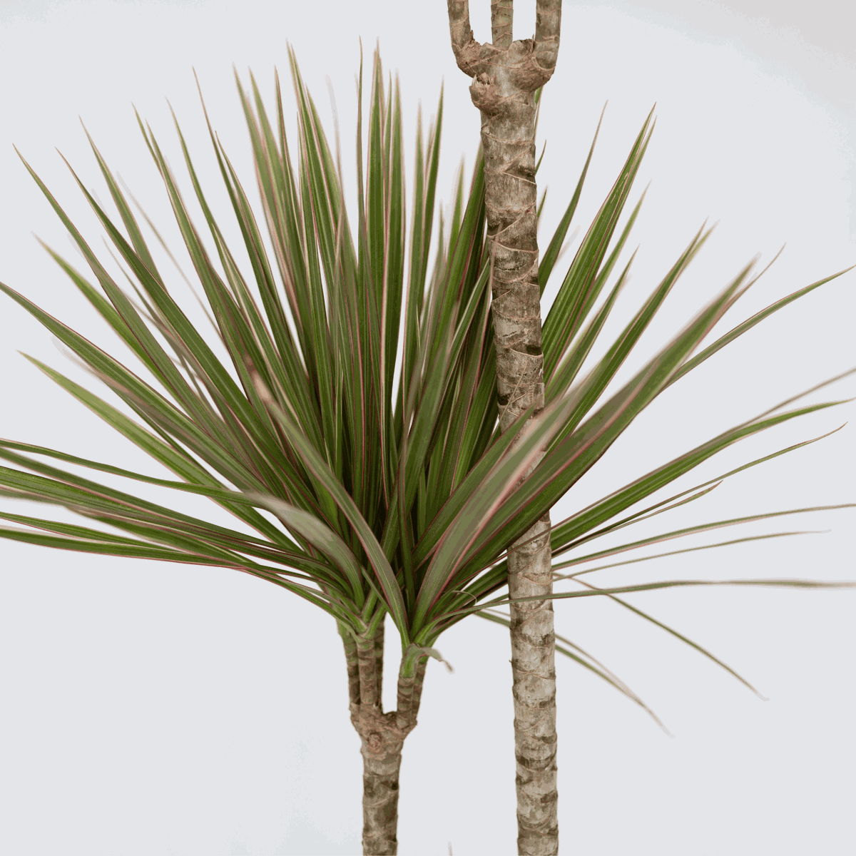 Dracaena marginata Bicolor - Drakenbloedboom