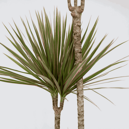 Dracaena marginata Bicolor - Drakenbloedboom