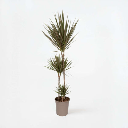 Dracaena marginata Bicolor - Drakenbloedboom
