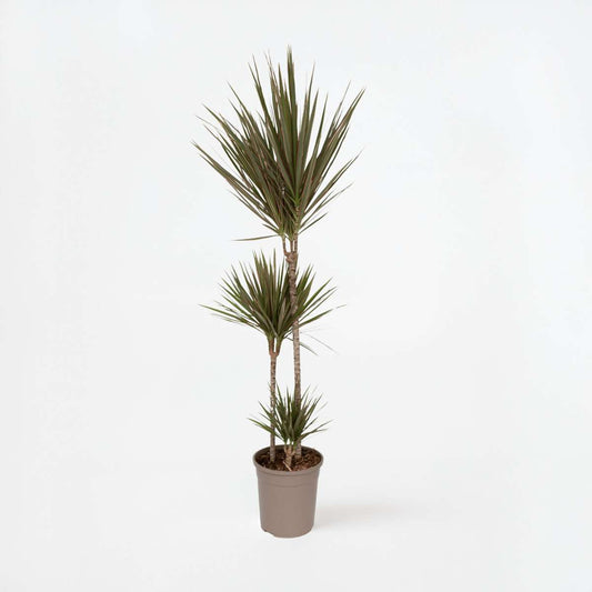Dracaena marginata Bicolor - Drakenbloedboom