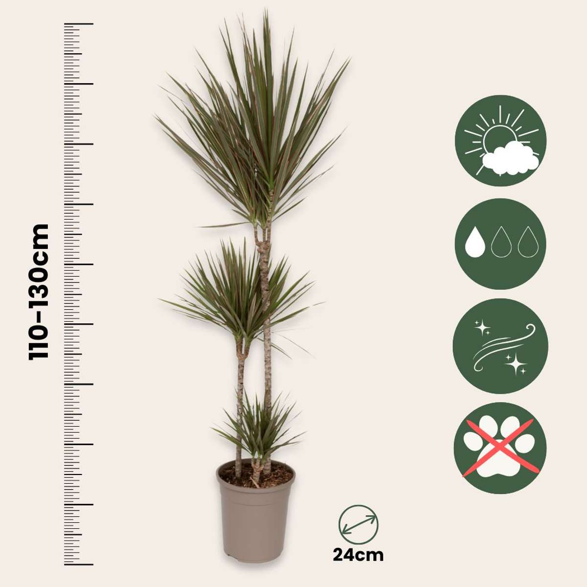 Dracaena marginata Bicolor - Drakenbloedboom