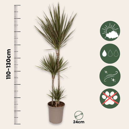 Dracaena marginata Bicolor - Drakenbloedboom