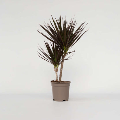 Dracaena marginata Magenta - Drakenbloedboom