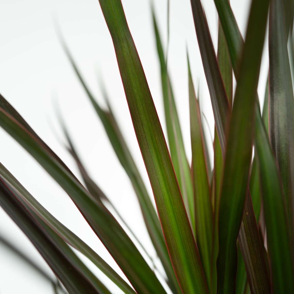 Dracaena marginata Magenta - Set van 2