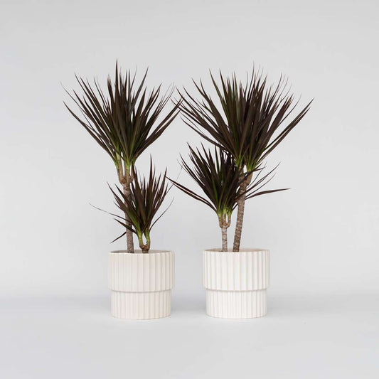 Dracaena marginata Magenta - Set van 2