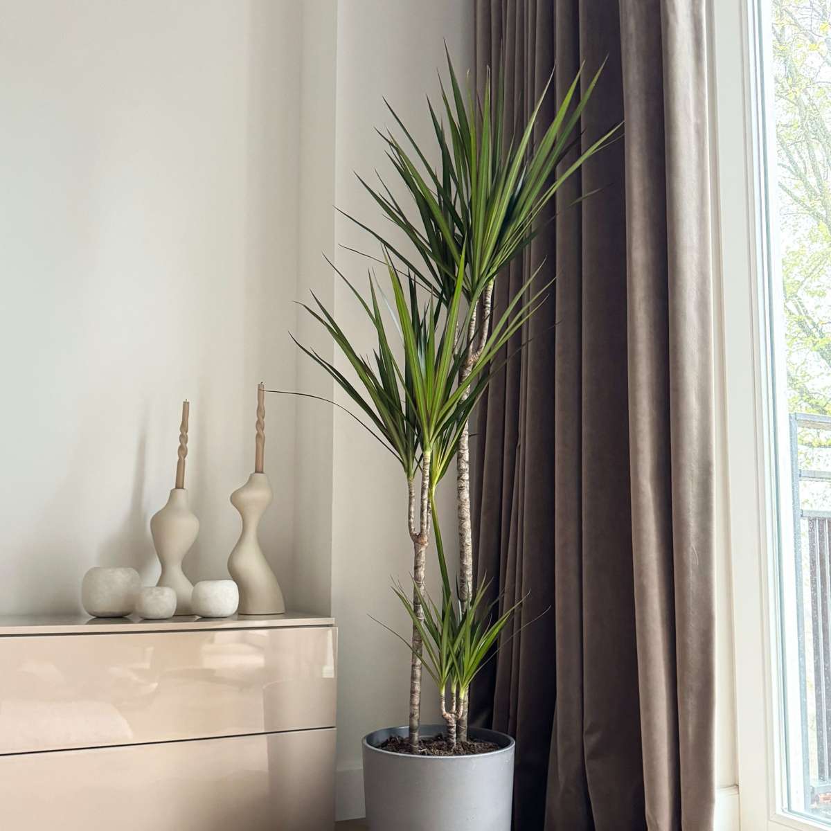 Dracaena marginata Magenta - Drakenbloedboom