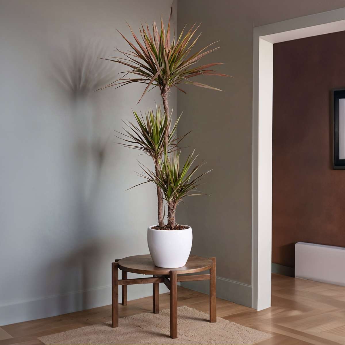 Dracaena marginata Magenta - Drakenbloedboom