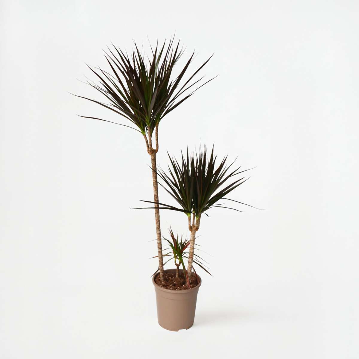Dracaena marginata Magenta - Drakenbloedboom