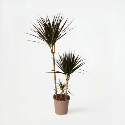 Dracaena marginata Magenta - Drakenbloedboom