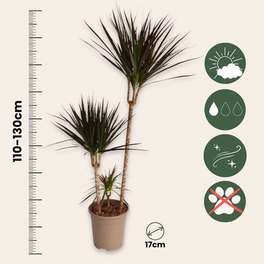 Dracaena marginata Magenta - Drakenbloedboom