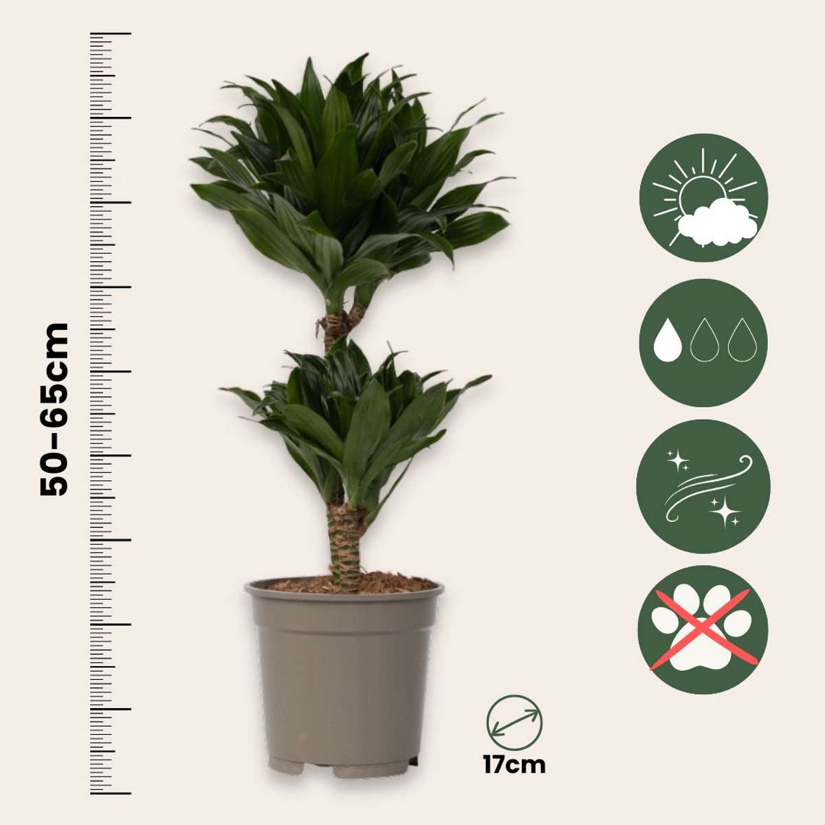 Dracaena deremensis 'Compacta' - Set van 2