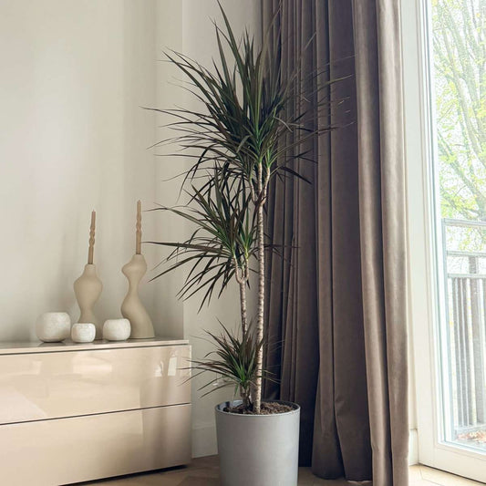 Dracaena marginata - XL Drakenbloedboom