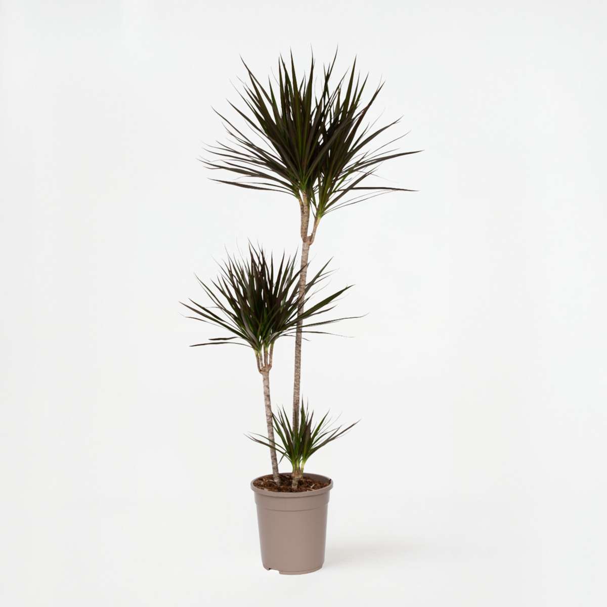 Dracaena marginata - XL Drakenbloedboom