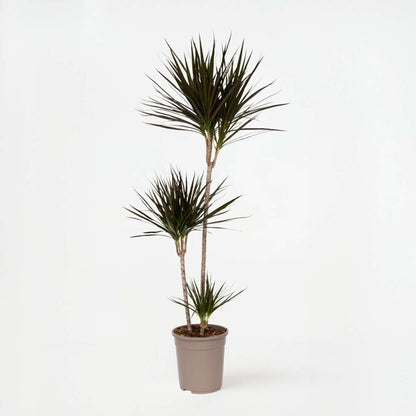 Dracaena marginata - XL Drakenbloedboom