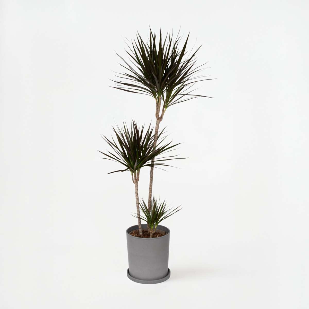 Dracaena marginata - XL Drakenbloedboom