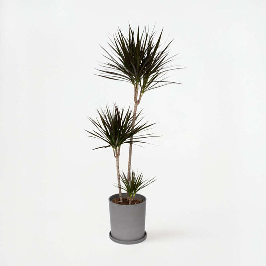 Dracaena marginata - XL Drakenbloedboom